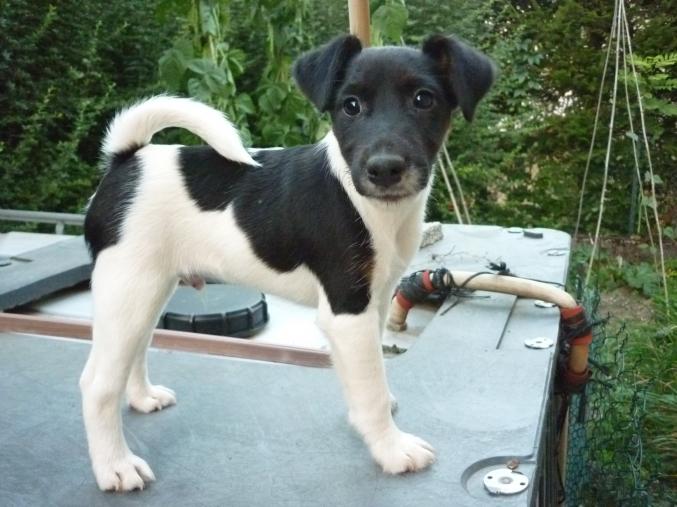 A vendre Chiot Fox terrier