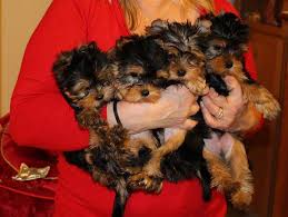 Chiots Yorkshire Toy