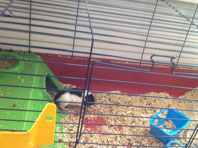 Bébé cochon d Inde 