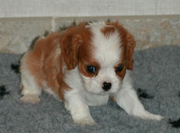 A DONNER Cavalier King Charles Femelle