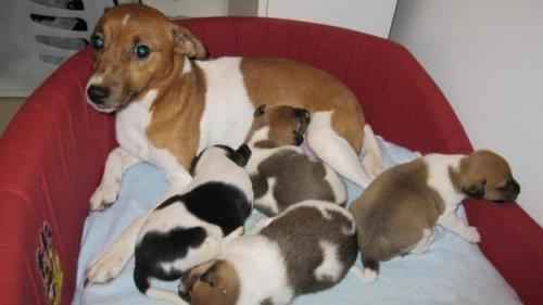 Adorables chiots jack russel pure race lof