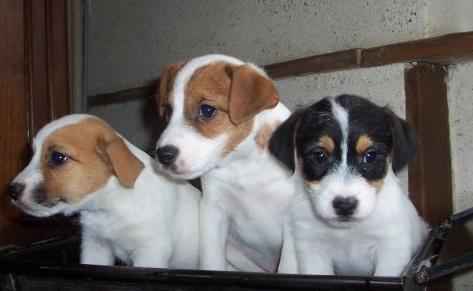 Adorables chiots jack russel pure race lof