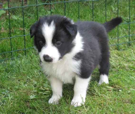 Superbe chiots border collie