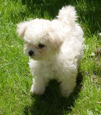 Magnifique chiots bichon maltais