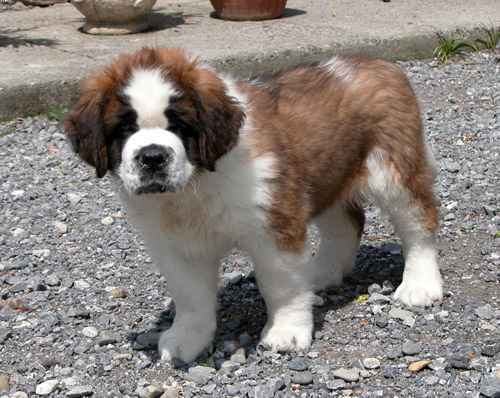 Merveilleux chiots saint bernard