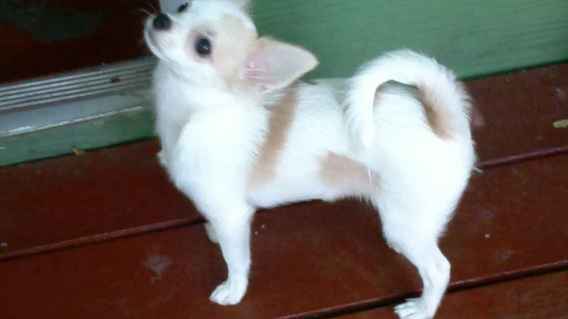 Mignon chiot chihuahua