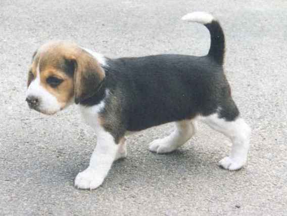 Genereux chiots beagle a donner