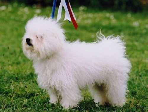 Deux bebe bichon bolonais a donne contre bon soin