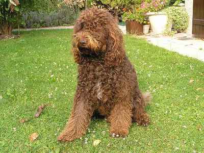 Bebe barbet impecable