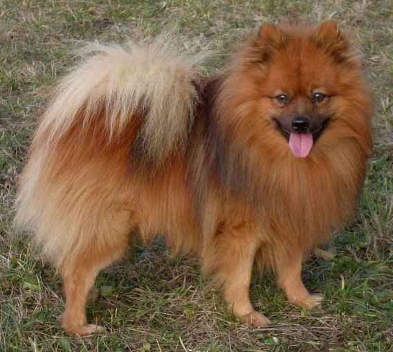 Superbe chiots pomenarie disponible