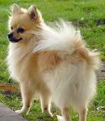 Deux chihuahua disponible