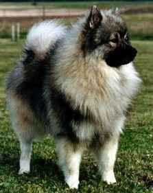 Superbe chiots spitz a donner