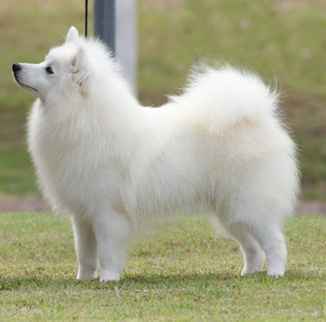 Superbe chiots spitz a donner