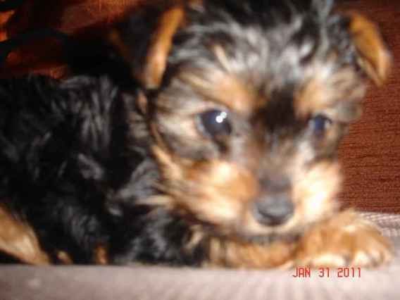 Elevage de chiens de divers races