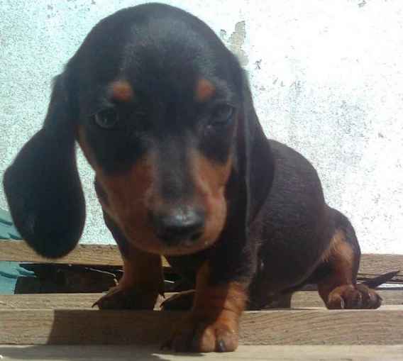 Elevage de chiens de divers races