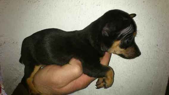 Elevage de chiens de divers races