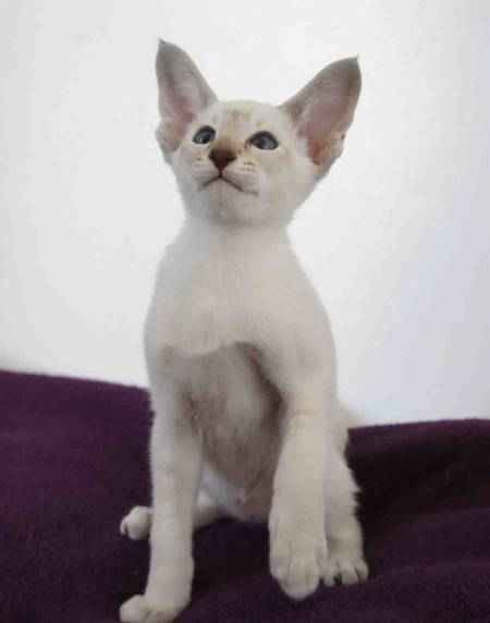 Chatons siamois et orientaux loof a donner