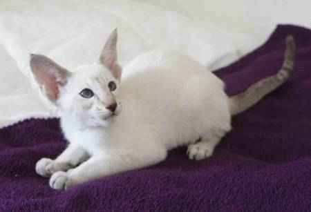 Chatons siamois et orientaux loof a donner