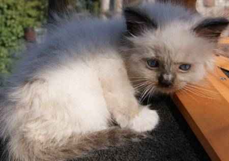 Magnifiques chatons de race ragdoll a donner contre tendresse urgent