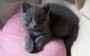 Adorables chatons chartreux a donner contre beaucoup d,amour