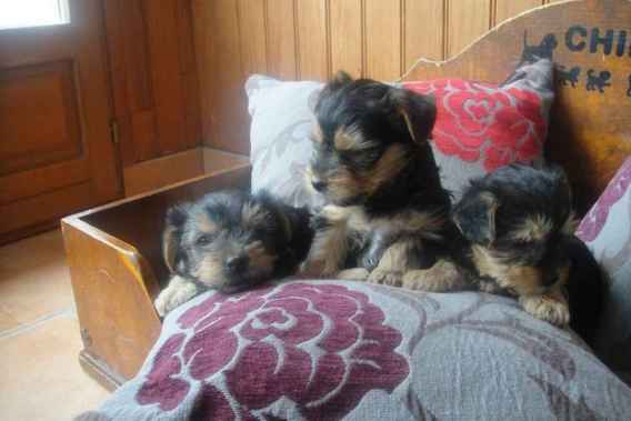 Chiot type yorkshire