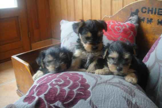 Chiot type yorkshire