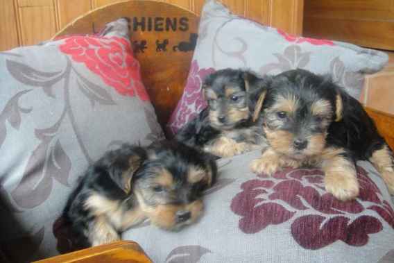 Chiot type yorkshire
