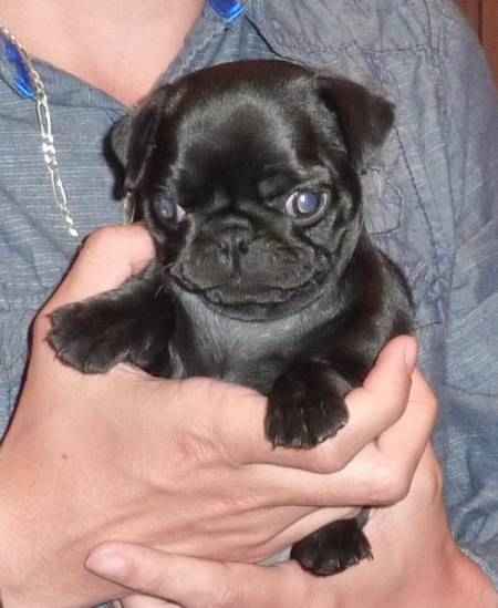 Superbe bebe carlin femelle noire