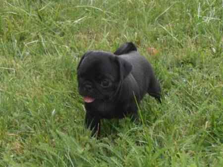 Superbe bebe carlin femelle noire