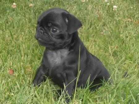 Superbe bebe carlin femelle noire