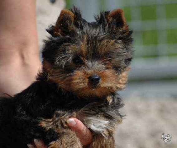2 adorables chiots yorkshire terrier cherchent famille d,adoption