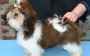 Chiot type shih tzu a donner contre grand amour