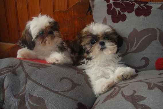 Chiots type shih tzu