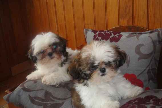 Chiots type shih tzu