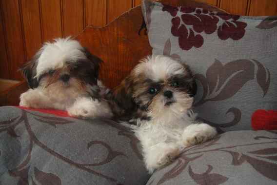 Chiots type shih tzu