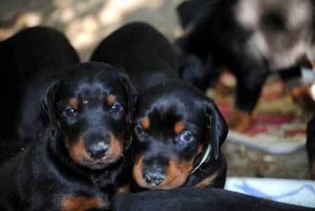 Chiots dobermann a donner