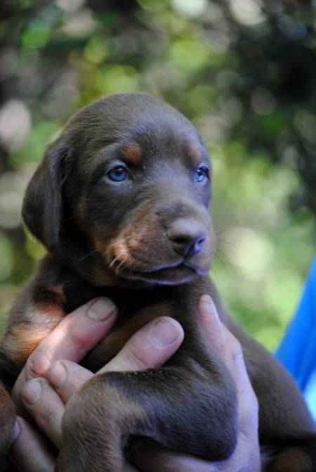 Chiots dobermann a donner