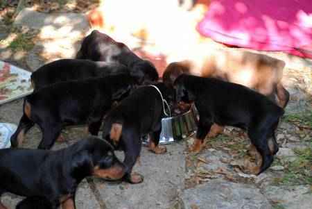 Chiots dobermann a donner
