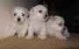 Magnifiques bebes bichon maltais cherchent famille