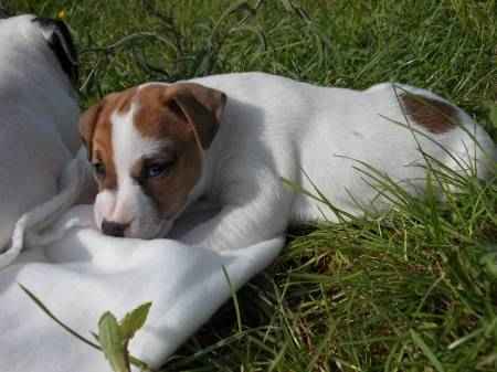 Superbes chiots de race jack russell disponibles