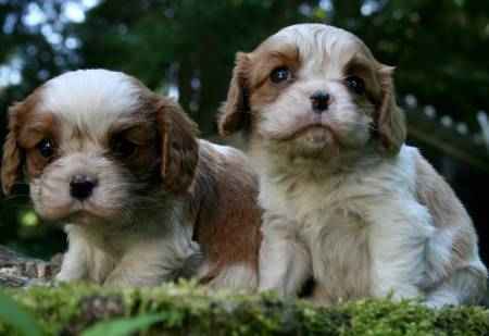 Sublimes chiots de   race cavalier king charles