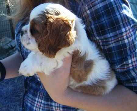 Sublimes chiots de   race cavalier king charles