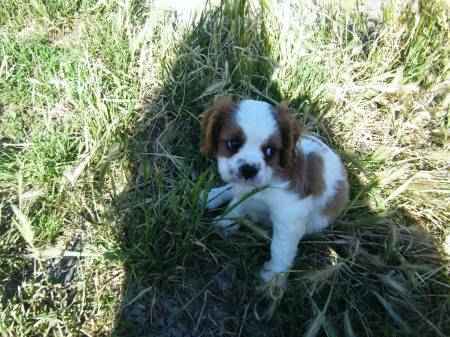 Sublimes chiots de   race cavalier king charles