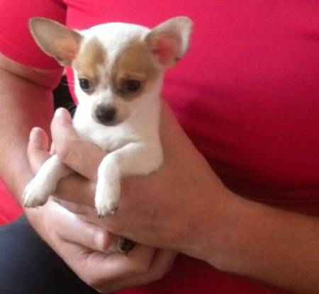 Chihauhua cheche famille plein d,amour