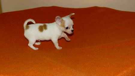 Chihauhua cheche famille plein d,amour