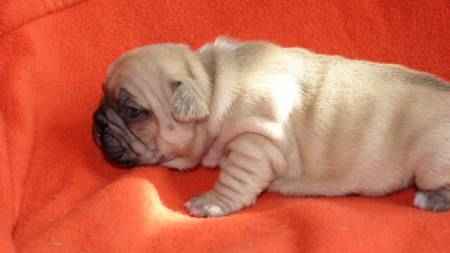 Magnifique chiot de type bouledogue anglais a donner