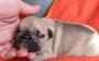 2 chiots type bouledogue français pour adoption urgent