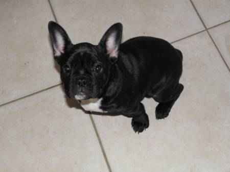 2 chiots type bouledogue français noir