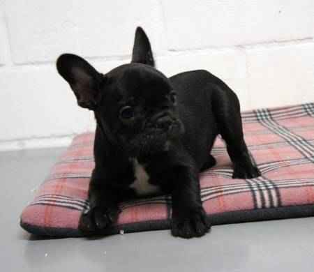 2 chiots type bouledogue français noir