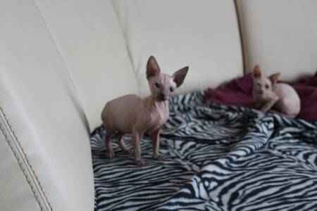 Chatons sphynx a donner contre grand amour